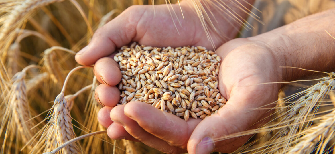 slika pšenice - objavljena
